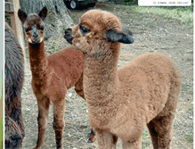 Tablet Screenshot of deermountainalpacas.com